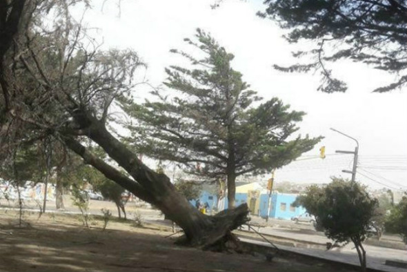 Árbol caído en la plaza 20 de Noviembre